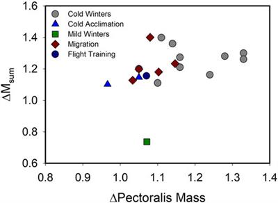 Skeletal muscle and metabolic flexibility in response to changing energy demands in wild birds